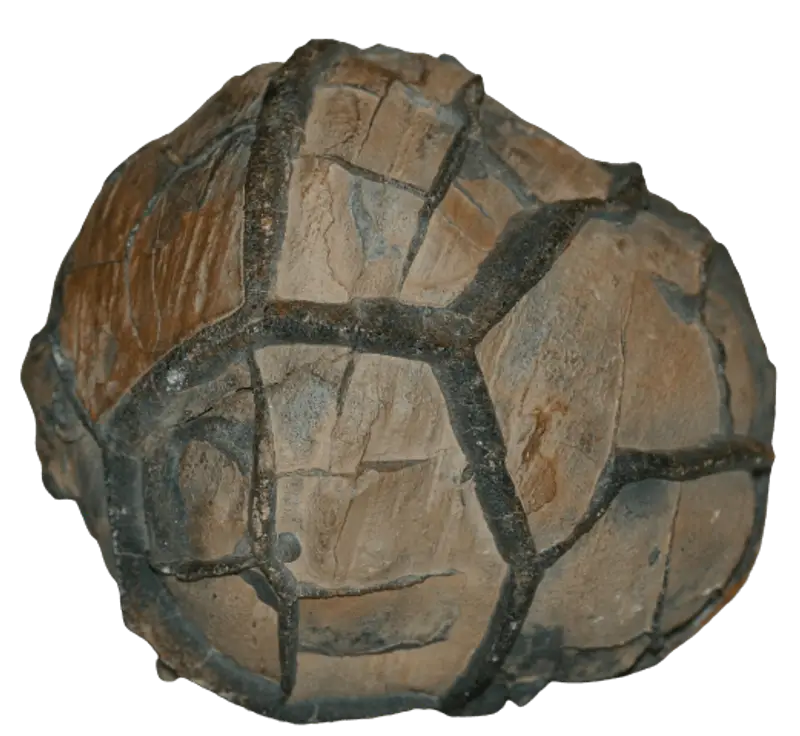 Septarie - Heilstein