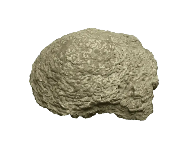 Stromatolith - Heilstein